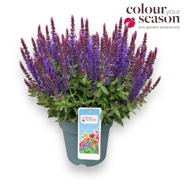Salvia nemorosa SENSATION DEEP BLUE