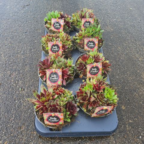 Sempervivum TOETIE FROETIES MIX IN POT