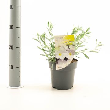 Convolvulus cneorum 'White Sensation'