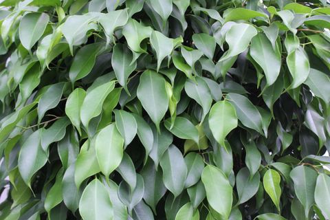 Ficus benjamina 'Columnar'