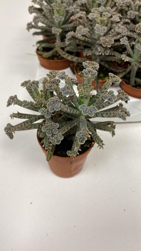 Kalanchoe tubiflora