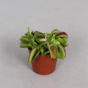 Dionaea muscipula