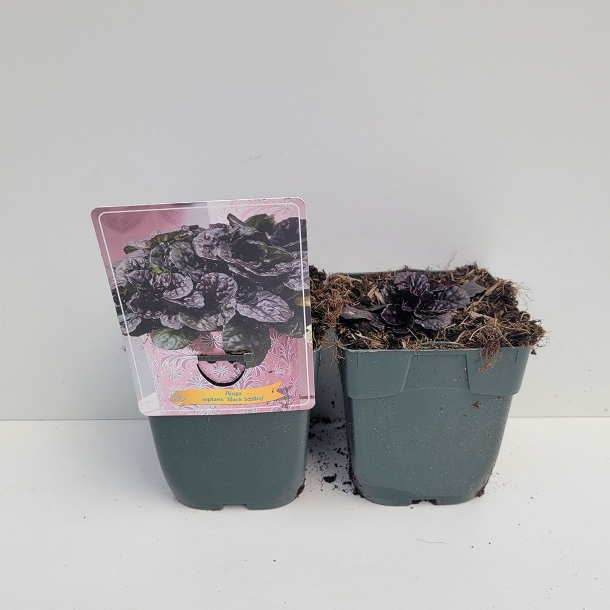 Ajuga reptans BLACK SCALLOP — Plant Wholesale FlorAccess