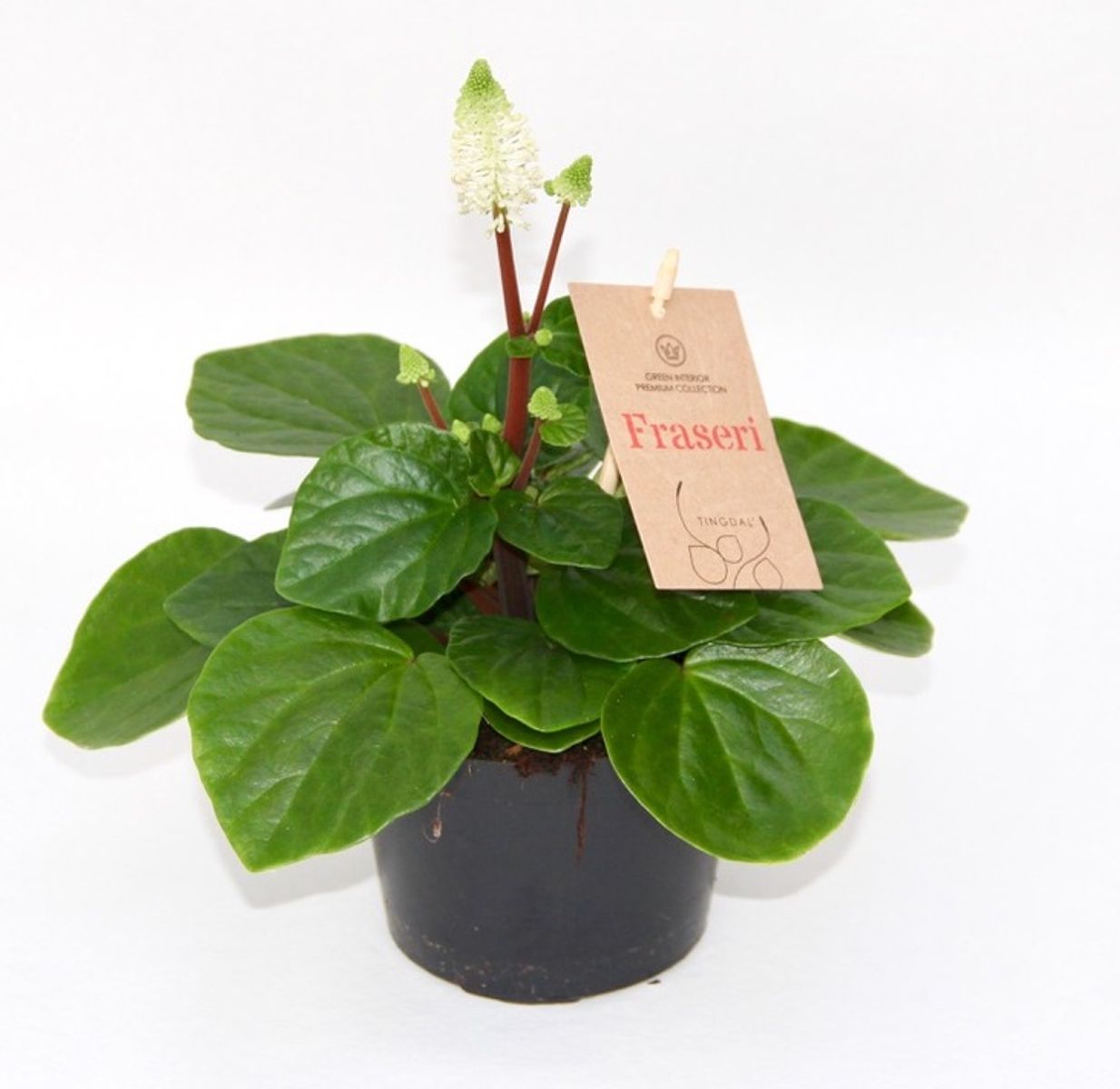 Peperomia fraseri — Plant Wholesale FlorAccess