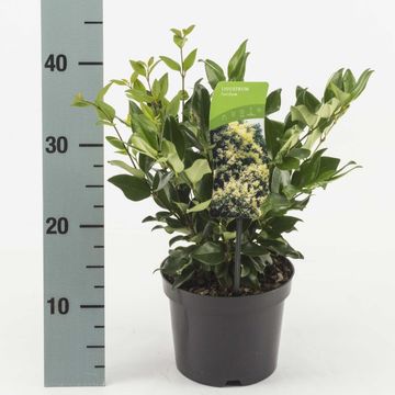 Ligustrum lucidum