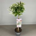 Buddleja davidii BUTTERFLY CANDY LILA SWEETHEART