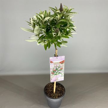 Buddleja davidii BUTTERFLY CANDY LILA SWEETHEART