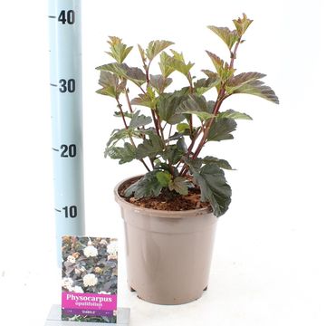 Physocarpus opulifolius 'Diabolo'