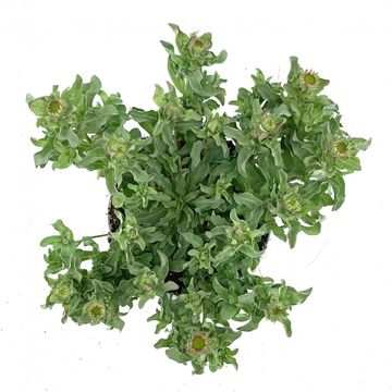 Erigeron glaucus 'Sea Breeze'