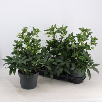 Helleborus 'Winterbells'