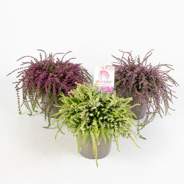 Calluna vulgaris RASTA GIRLS MIX