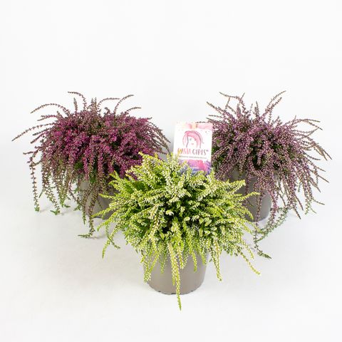 Calluna vulgaris RASTA GIRLS MIX