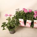 Pelargonium capitatum