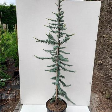 Cedrus libani 'Glauca'