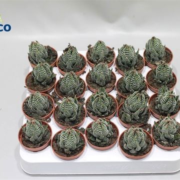 Haworthia 'Superfasciata'