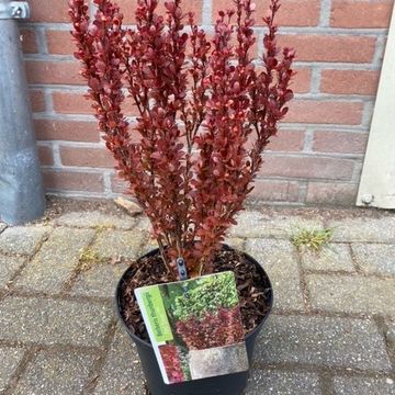 Berberis thunbergii 'Red Tower'