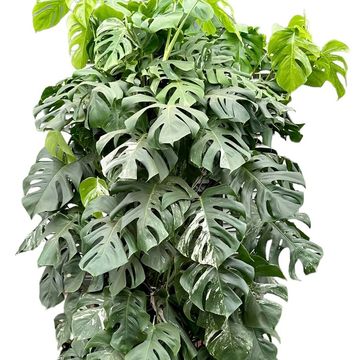 Monstera deliciosa variegata - La Plantisserie