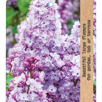 Syringa vulgaris 'Paul Deschanel'