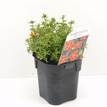 Potentilla fruticosa 'Ред Эйс'