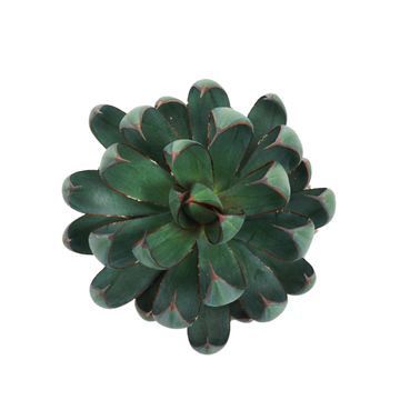 Agave x Mangave 'Praying Hands'