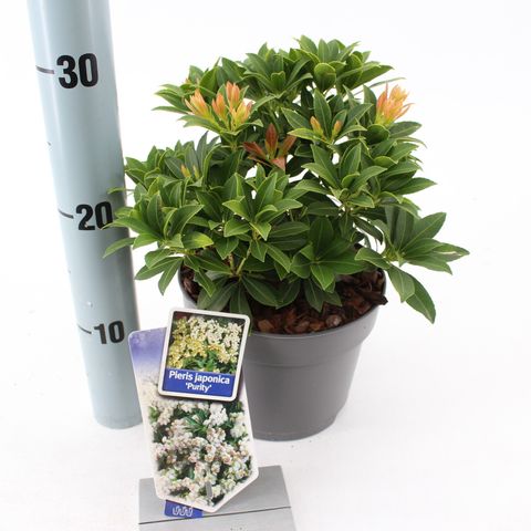 Pieris japonica 'Purity'