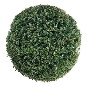 Taxus baccata 'Höpkens Giant'