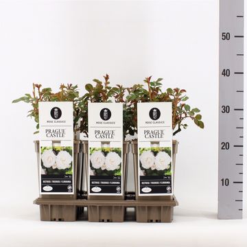 Роза PRAGUE