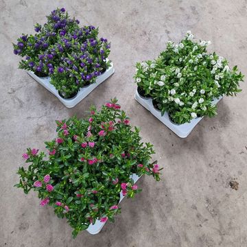 Hebe ALL BLOOMS MIX