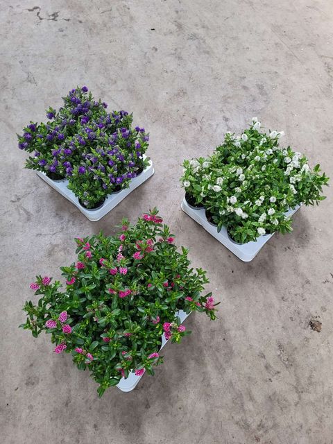 Hebe ALL BLOOMS MIX