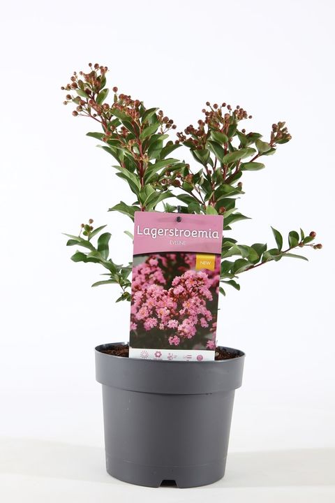 Lagerstroemia indica EVELINE