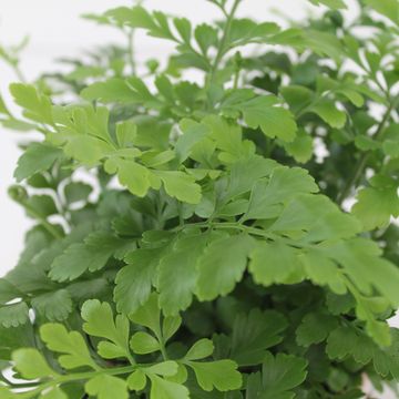 Asplenium 'Parvati'