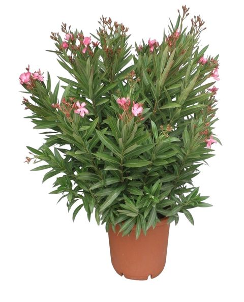 Nerium oleander