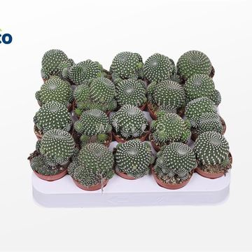 Sulcorebutia heliosoides