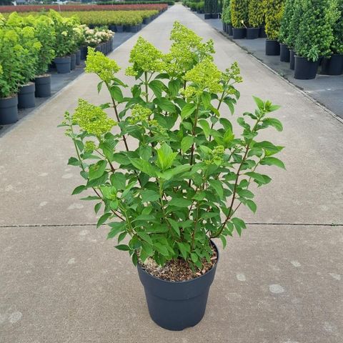 Hydrangea paniculata 'Limelight'
