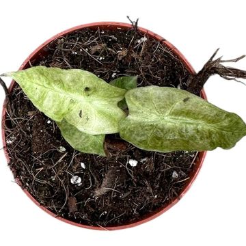 Alocasia 'Polly Yellow Variegata'