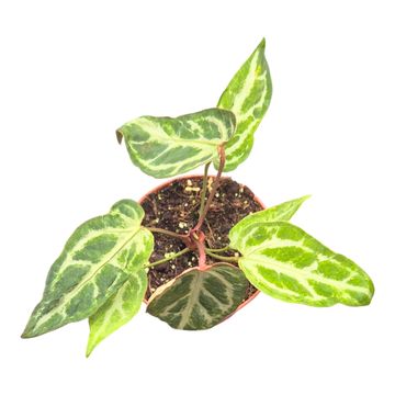 Anthurium 'Snow Queen'  mutation