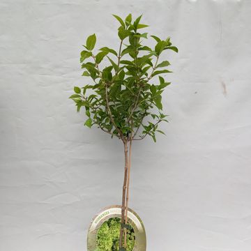 Hydrangea paniculata 'Limelight'