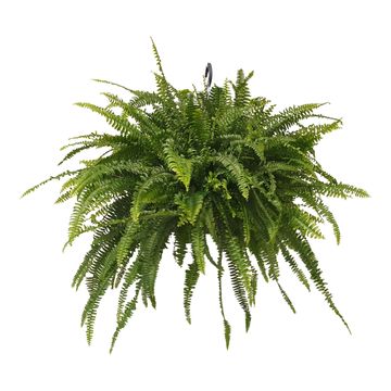 Nephrolepis exaltata 'Green Lady'