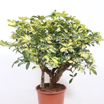 Schefflera arboricola 'Trinette'