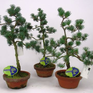 Pinus parviflora pentaphylla