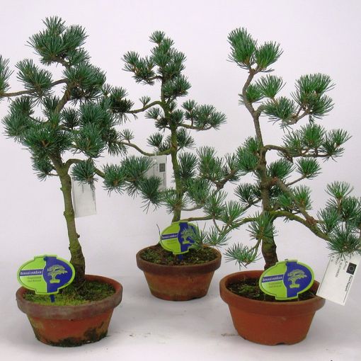 Pinus parviflora pentaphylla