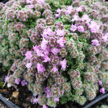 Thymus praecox 'Minor'