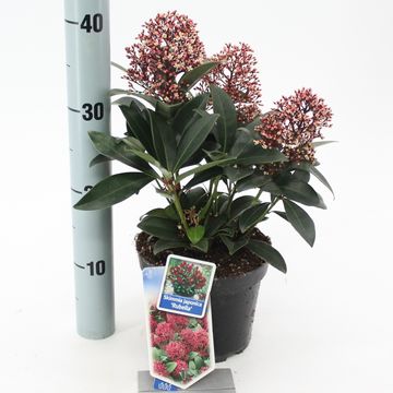 Skimmia japonica 'Rubella'