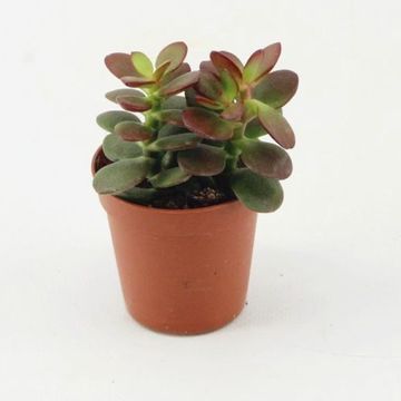 Crassula ovata 'Minor'