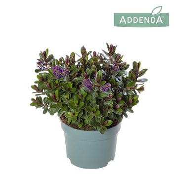 Hebe VINOA PURPLE