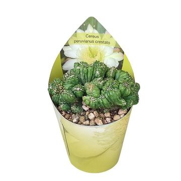 Cereus peruvianus monstrosus cristata