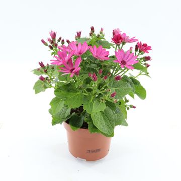 Pericallis MANDALA SALMON