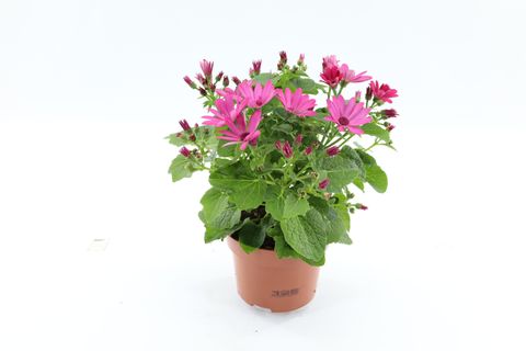 Pericallis MANDALA SALMON