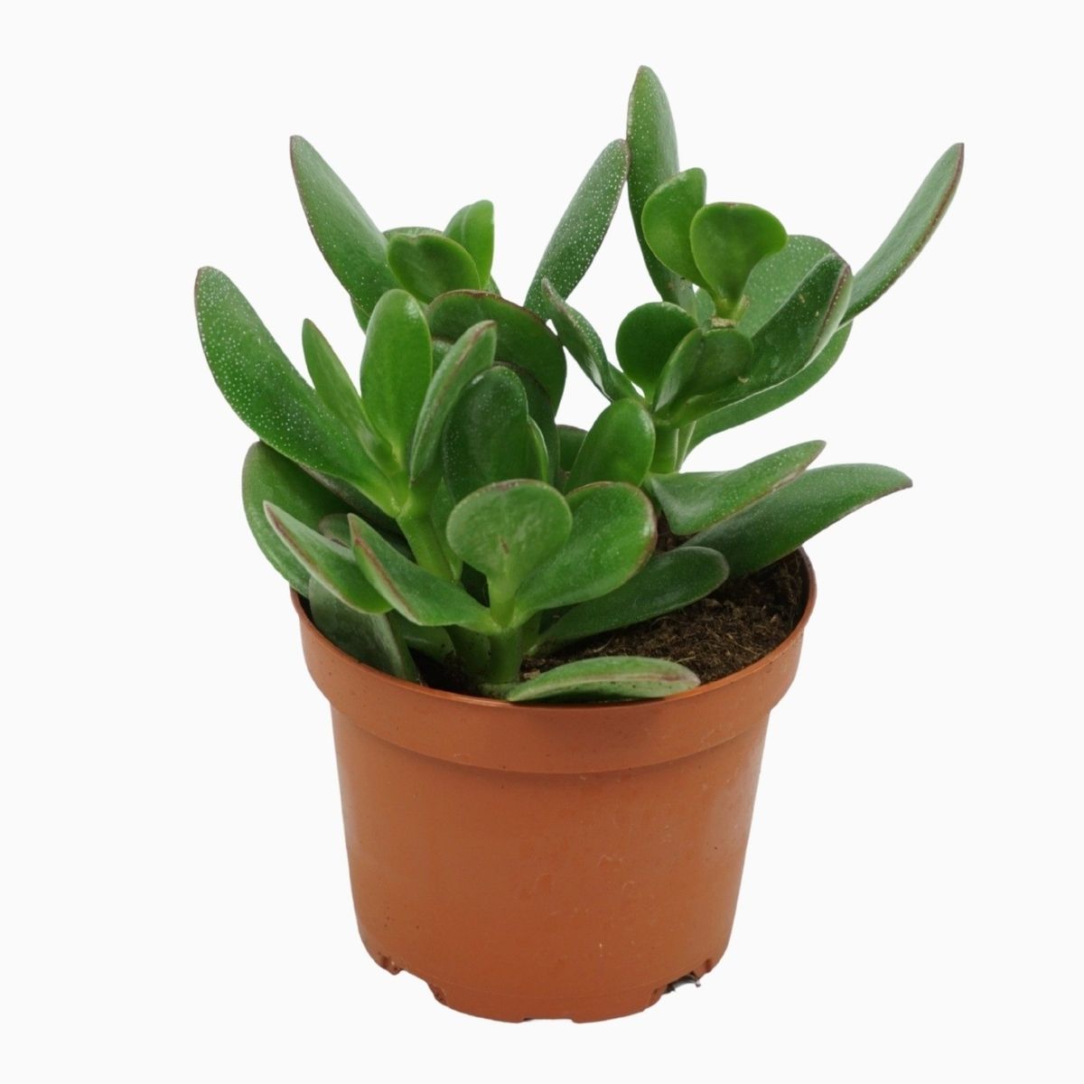 Crassula ovata — Plant Wholesale FlorAccess