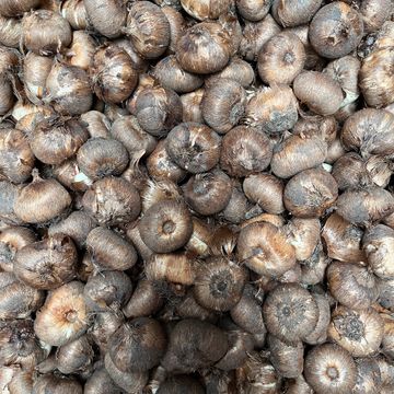 Crocus vernus 'Grand Maître'